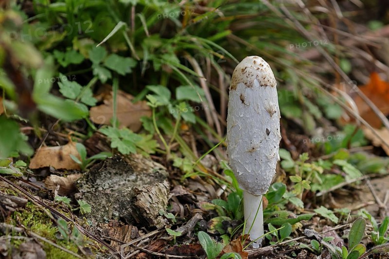 Shaggy ink cap