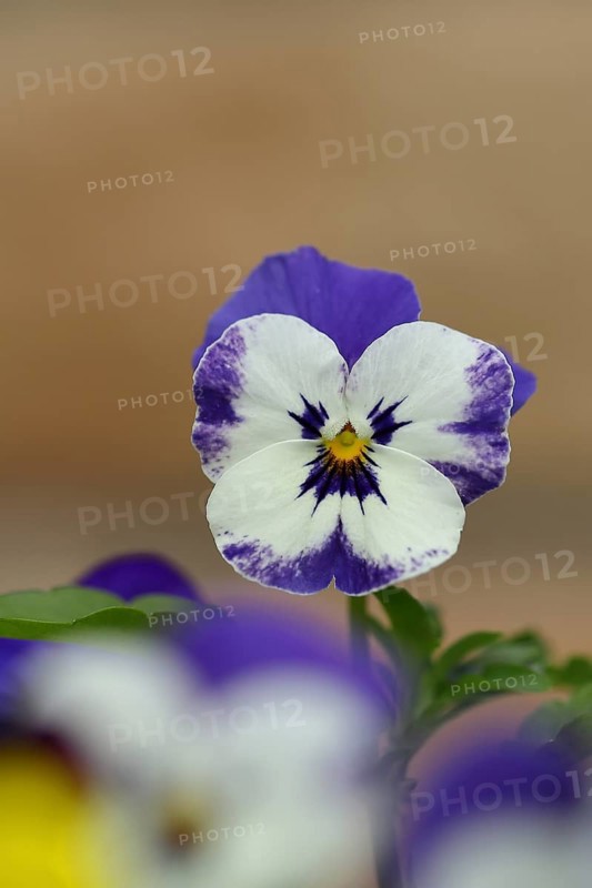 Horned violet