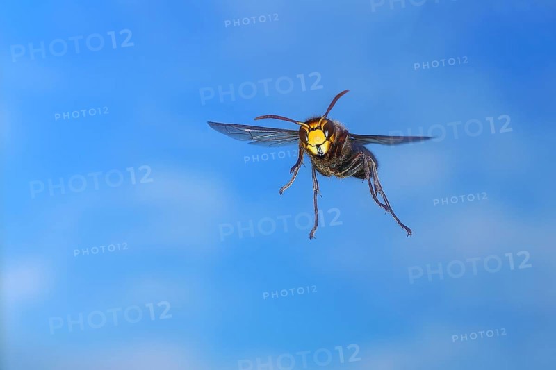 European hornet