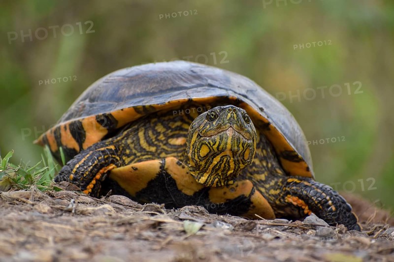 South American tortoise