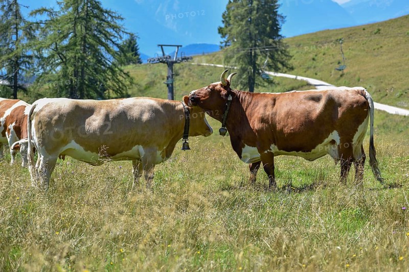 Cows with cowbells lick each other on the mountain pasture