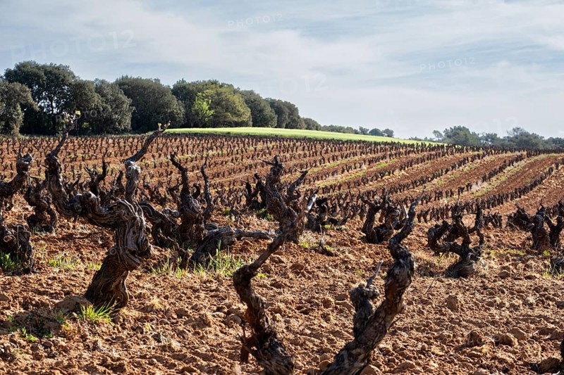 Landscape with vineyards in spring in the designation of origin area of Ribera del Duero wines in Spain