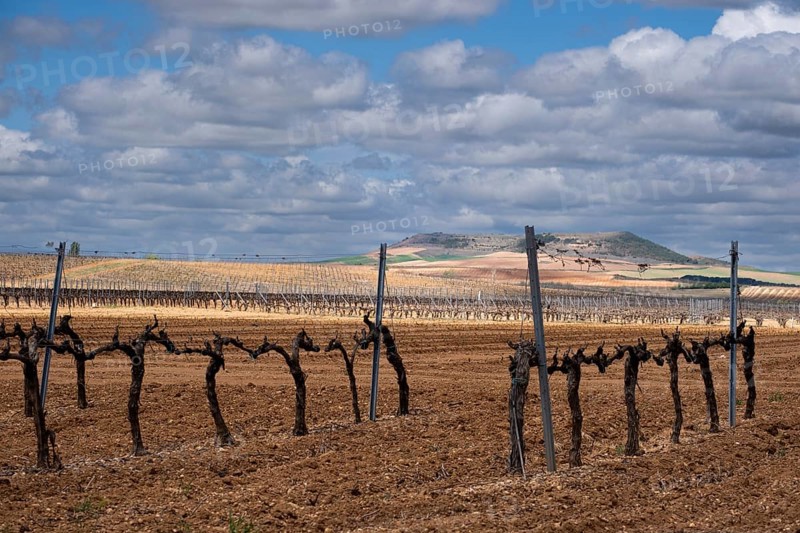 Landscape with vineyards in spring in the designation of origin area of Ribera del Duero wines in Spain