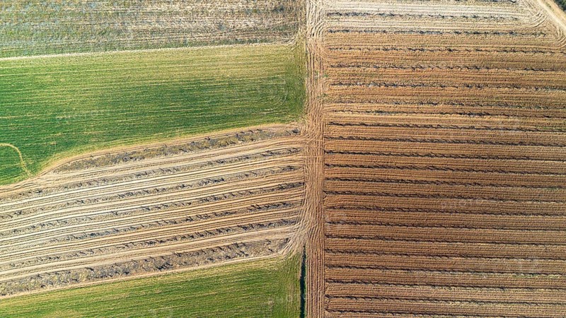 Aerial view of a lone tree in a vineyard during spring in the Ribera del Duero denomination of origin region in the Valladolid province of Spain