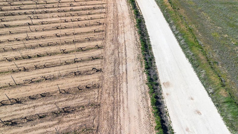 Aerial view of a lone tree in a vineyard during spring in the Ribera del Duero denomination of origin region in the Valladolid province of Spain