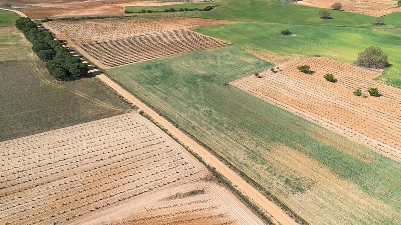 Aerial view of a lone tree in a vineyard during spring in the Ribera del Duero denomination of origin region in the Valladolid province of Spain