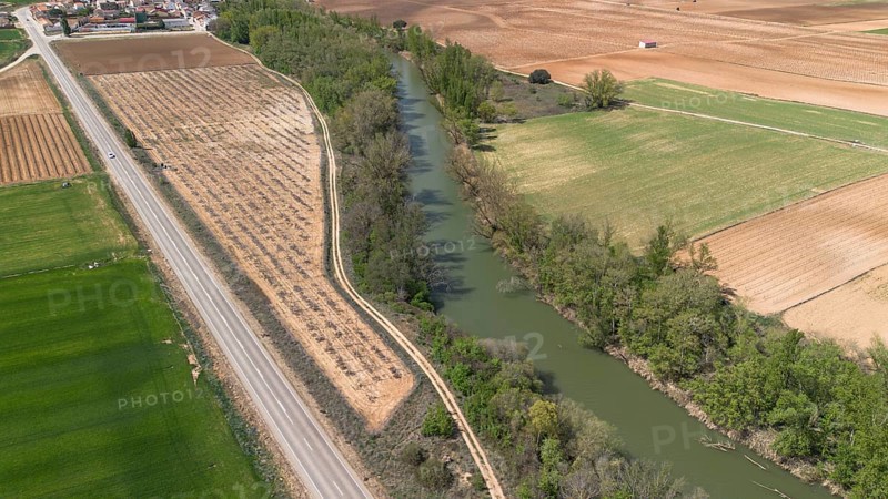 Aerial view of a lone tree in a vineyard during spring in the Ribera del Duero denomination of origin region in the Valladolid province of Spain