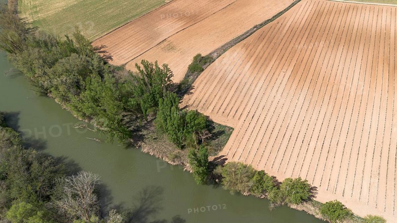 Aerial view of a lone tree in a vineyard during spring in the Ribera del Duero denomination of origin region in the Valladolid province of Spain