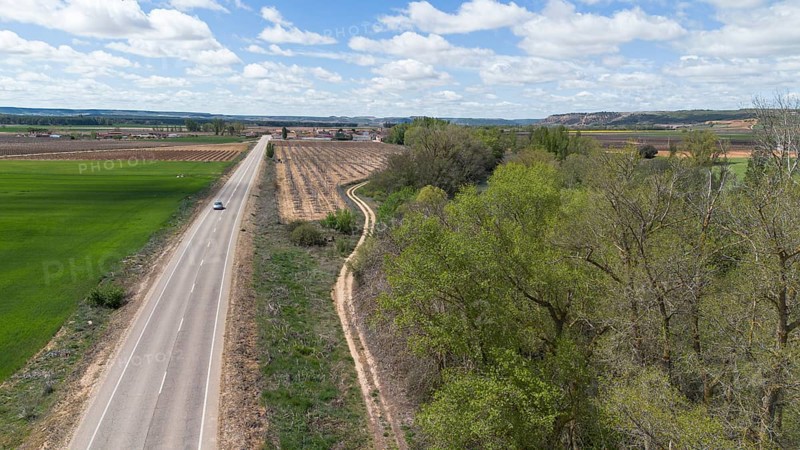Aerial view of a lone tree in a vineyard during spring in the Ribera del Duero denomination of origin region in the Valladolid province of Spain