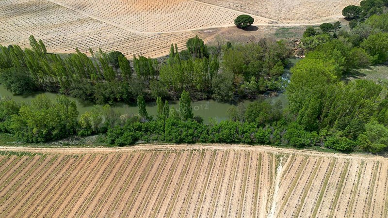 Aerial view of a lone tree in a vineyard during spring in the Ribera del Duero denomination of origin region in the Valladolid province of Spain