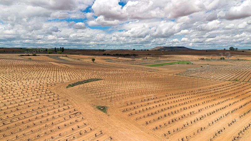 Aerial view of a lone tree in a vineyard during spring in the Ribera del Duero denomination of origin region in the Valladolid province of Spain