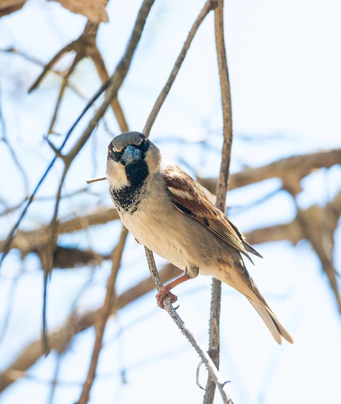 House sparrow