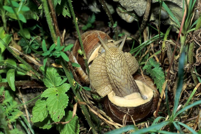 Vineyard snail