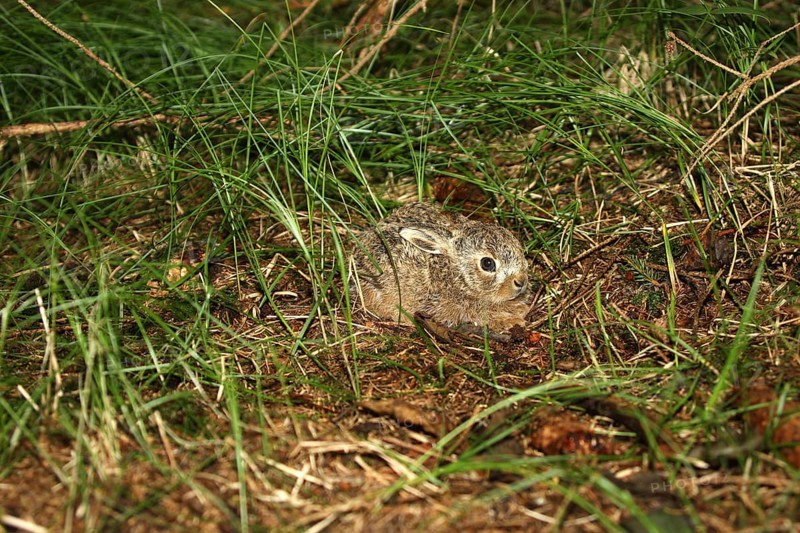 European hare