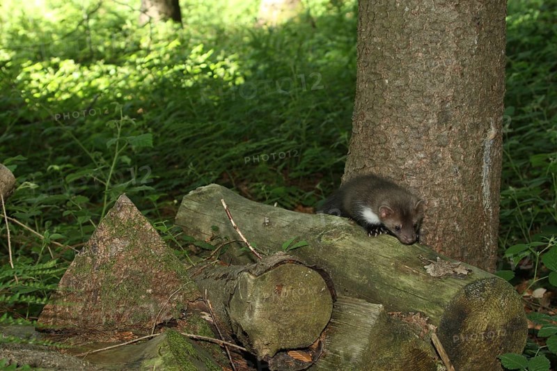 Beech marten