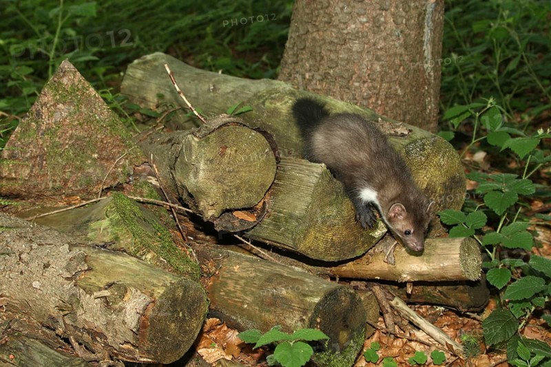 Beech marten