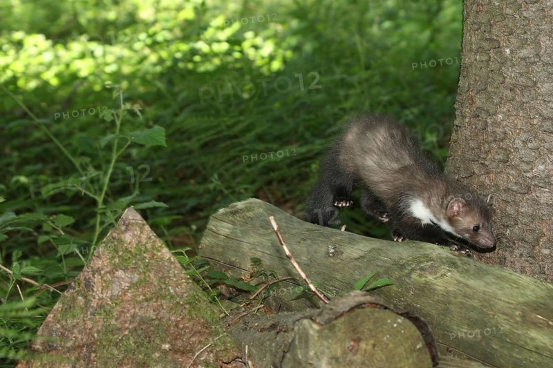 Beech marten
