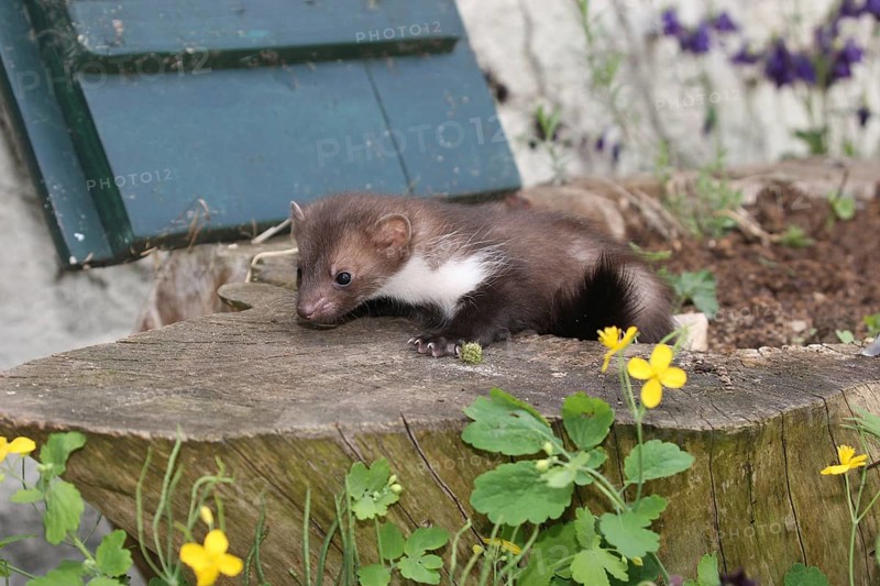 Beech marten