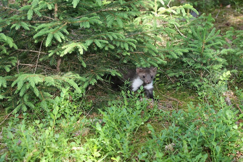 Beech marten
