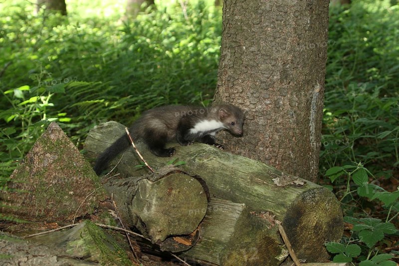 Beech marten