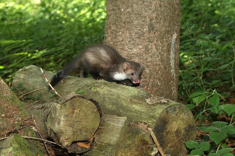 Beech marten