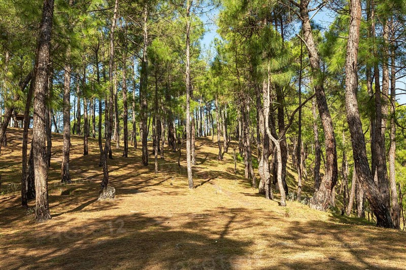 Deodars cedar trees in Dandeshwar