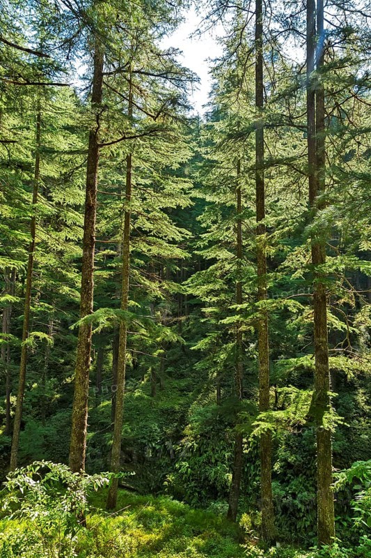 Deodars cedar trees in Dandeshwar