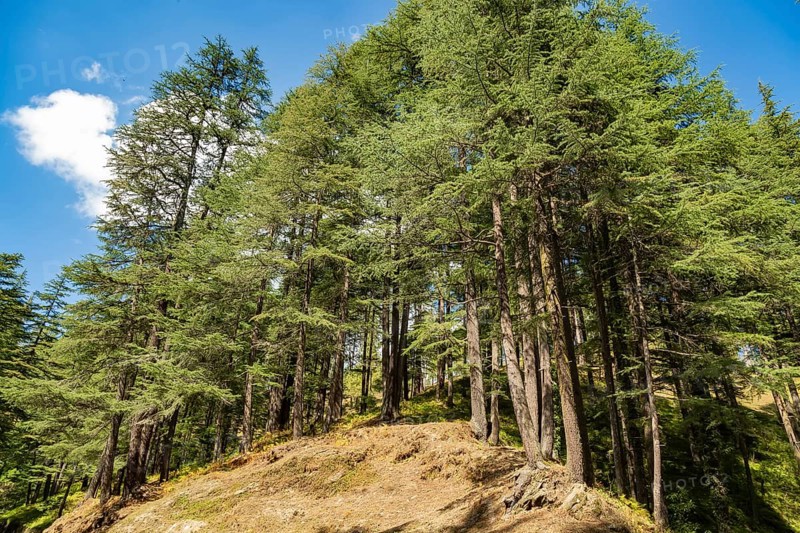 Deodars cedar trees in Dandeshwar