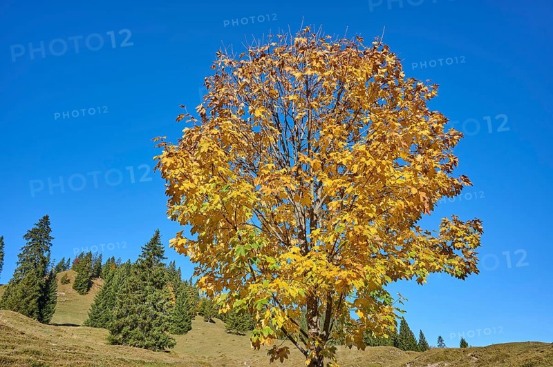 Maple in autumnal colours