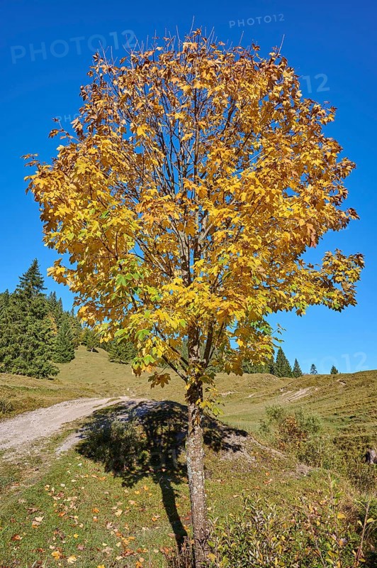 Maple in autumnal colours
