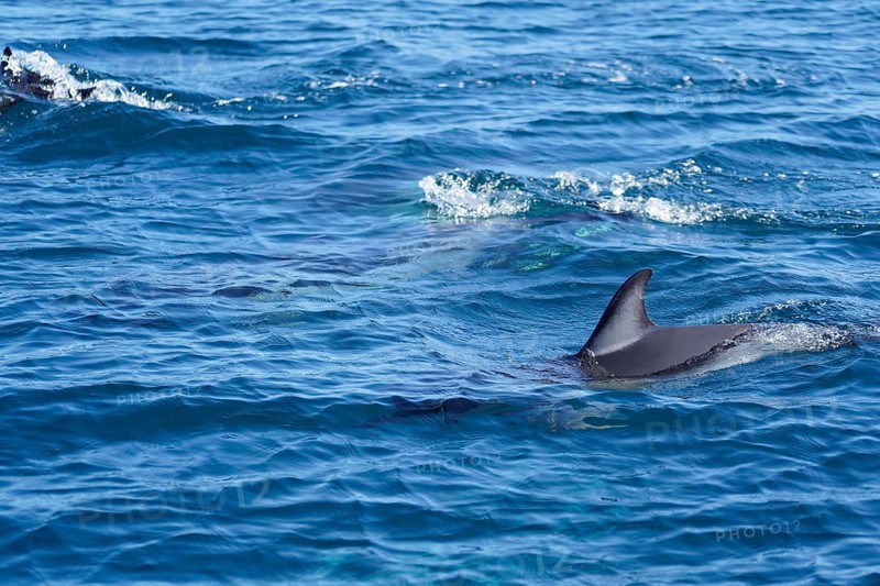 Long-beaked common dolphins