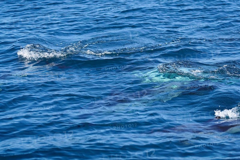 Long-beaked common dolphins