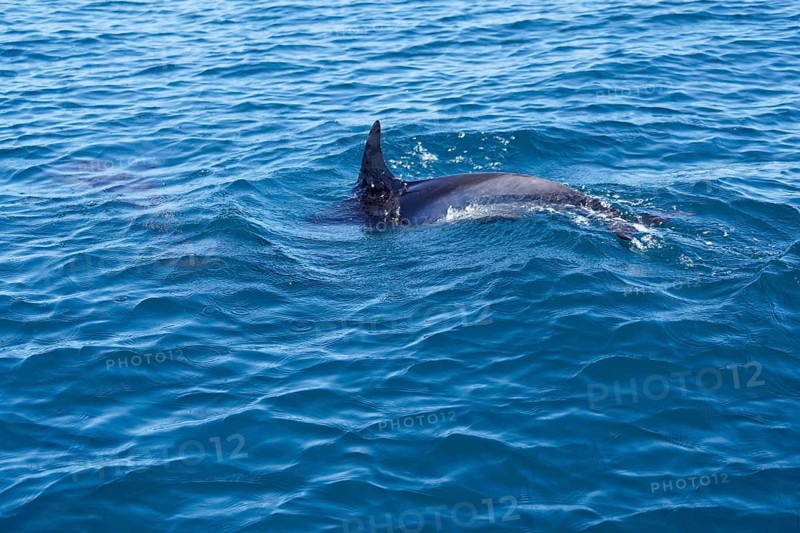 Long-beaked common dolphins