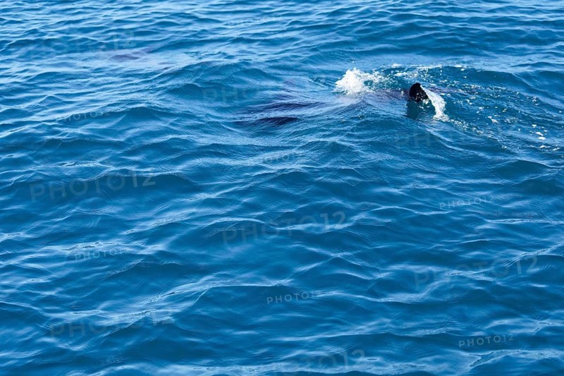 Long-beaked common dolphins