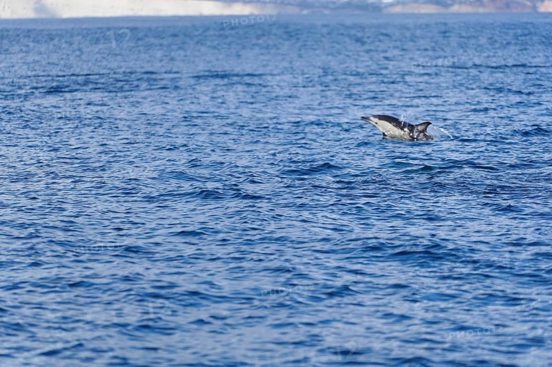 Long-beaked common dolphins