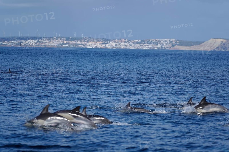 Long-beaked common dolphins