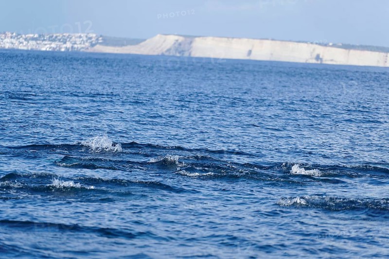 Long-beaked common dolphins