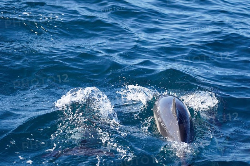 Long-beaked common dolphins