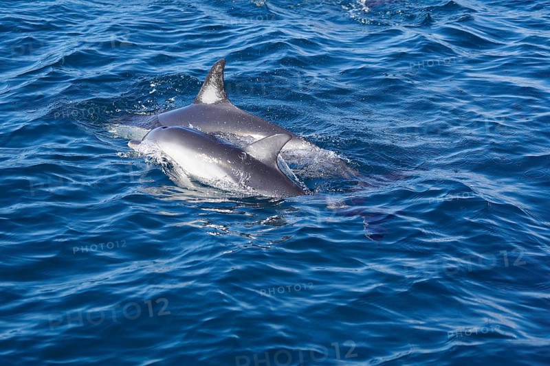 Long-beaked common dolphins