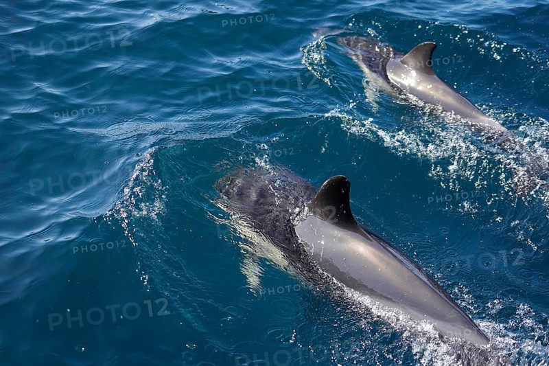 Long-beaked common dolphins