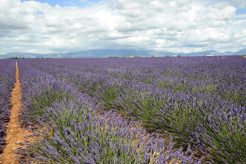 Flowering lavender
