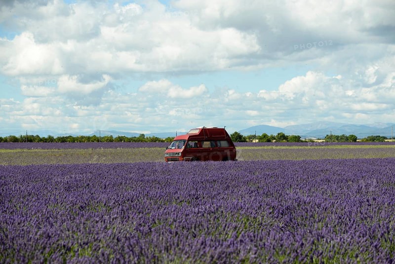Flowering lavender