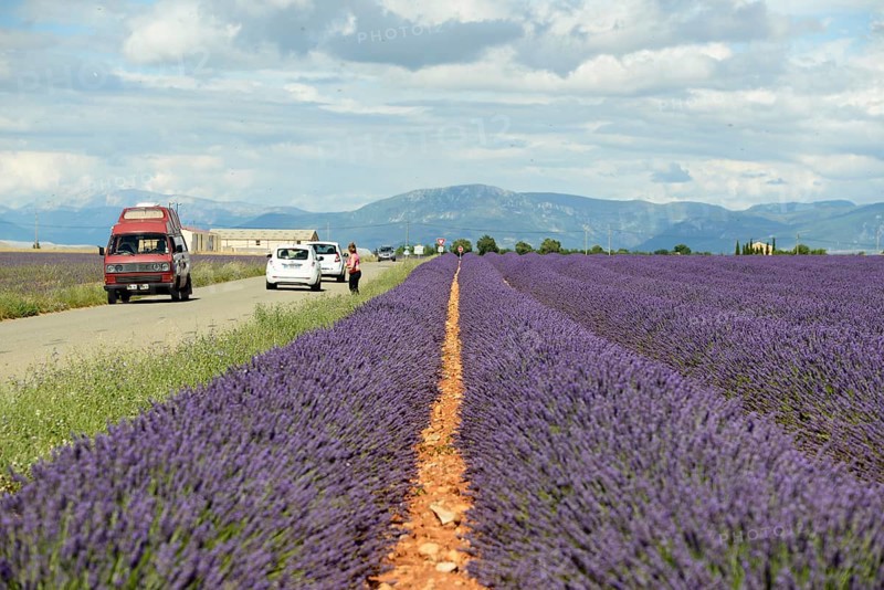 Flowering lavender
