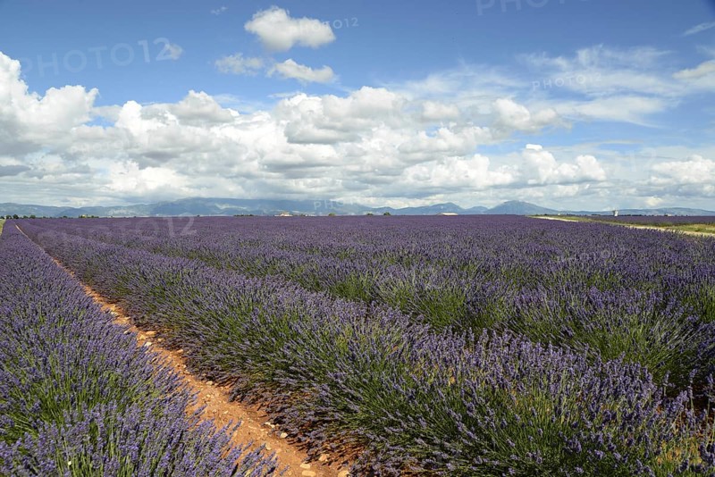 Flowering lavender