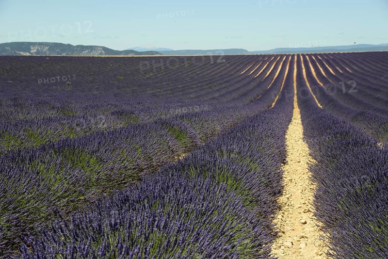 Flowering lavender