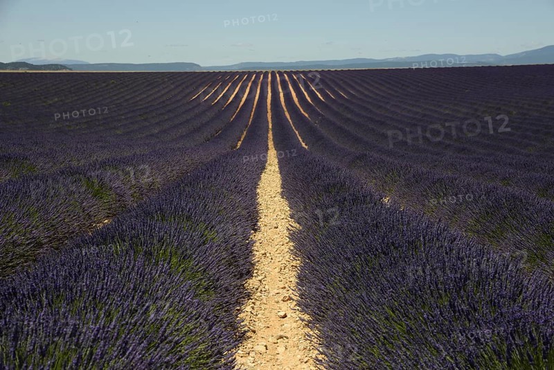 Flowering lavender