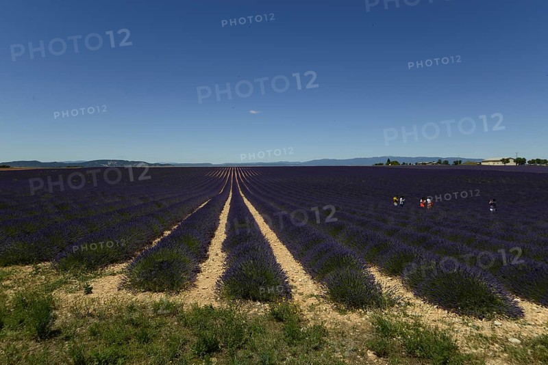 Flowering lavender