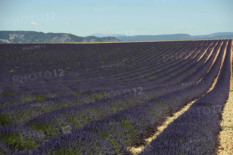 Flowering lavender