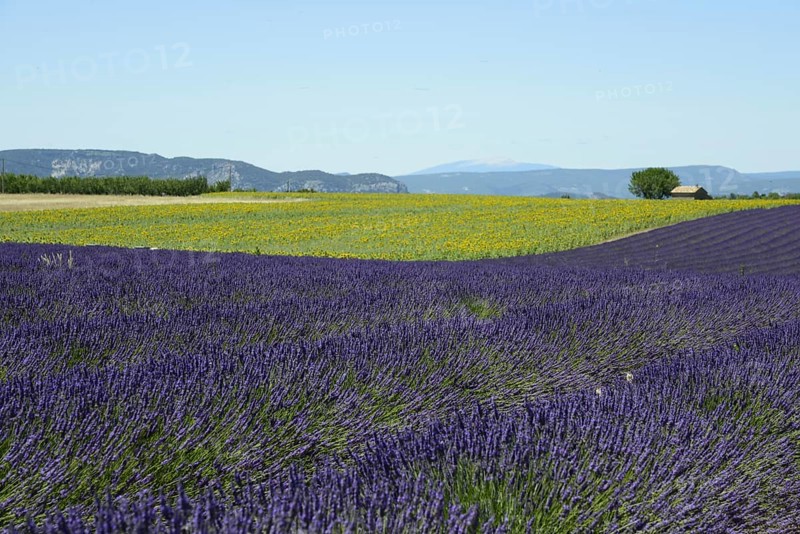 Flowering lavender