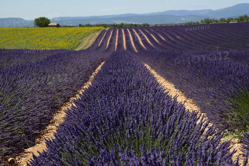 Flowering lavender